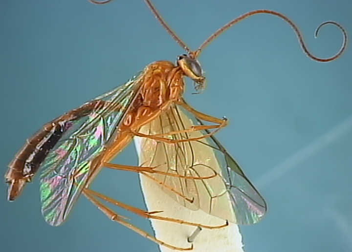 Ichneumonidae 18